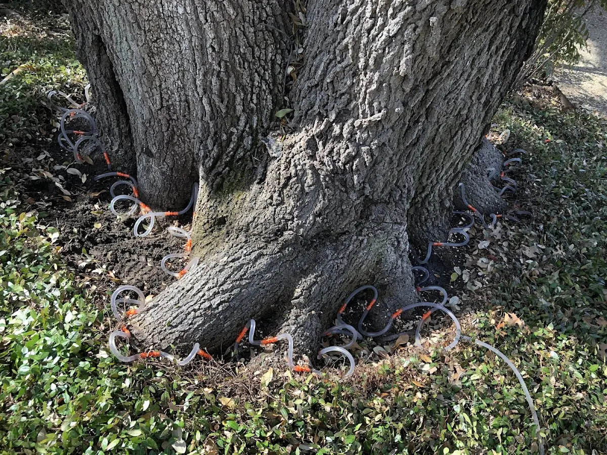Detailed Tree Cabling and Bracing job site in Pebble Beach